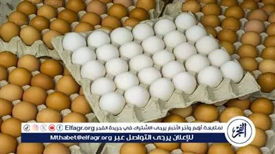 اسعار كرتونه البيض الأبيض والأحمر والبلدى اليوم الجمعه 30يناير 2026 فى المنيا 