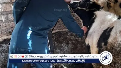 محافظ أسيوط: تحصين نحو 30 ألف رأس ماشية بالمحافظة 