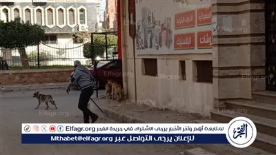 لحماية المواطنين.. تحصين 85 من كلاب الشوارع ضد مرض السعار ببني سويف