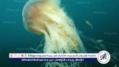 قنديل بحر بطول 11 مترًا يثير الرعب على السواحل الأرجنتينية 