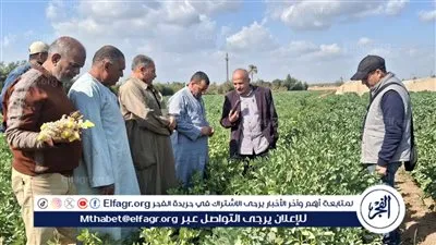 زراعة الإسماعيلية تكثف المرور الميداني على عدد من المحاصيل الزراعية بزمام القصاصين والتل الكبير