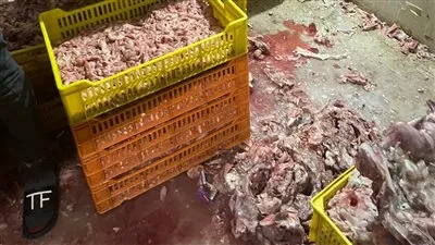 محافظة الجيزة تضبط 26 طنًا من مصنعات ومقطعات اللحوم وهياكل الدواجن الفاسدة