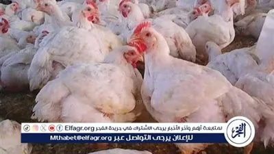 اسعار الفراخ البيضا والبلدى اليوم السبت 7فبراير 2026 فى المنيا 