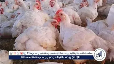 تعرف على اسعار الفراخ اليوم الأحد 8فبراير 2026 فى المنيا 