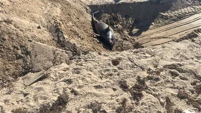 وزيرة التنمية المحلية والبيئة توجه بدفن الدرفيل النافق في رأس غارب 