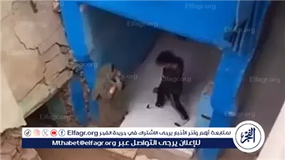 كواليس فيديو الرعب في واقعة تعدي شاب على والدته بسلاح أبيض بالقليوبية