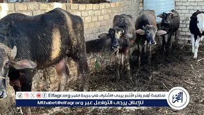 زراعة الفيوم.. إدارة الإنتاج الحيواني تواصل أعمال المعاينات والتراخيص بمراكز المحافظة