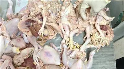 أمراض على أبواب الموائد ببني سويف..دجاج مصاب بالسالمونيلا والإي كولاي في ببا