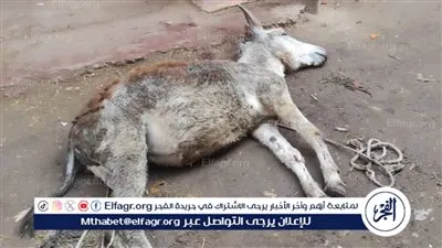 بسبب مياة الأمطار.. نفوق حمار صعقا بالكهرباء فى الغربية