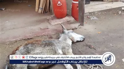 نفوق حمار إثر ملامسة عامود كهرباء في قرية تابعة لمركز طنطا