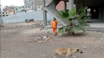 محافظ الدقهلية يتابع حملات مديرية الطب البيطري لتحصين الكلاب الحرة ضد مرض السعار