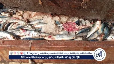 حملات تموينية مكثفة بالفيوم.. ضبط 1.6 طن أسماك فاسدة ودقيق مدعم وسجائر مهربة وتحرير 26 محضرًا