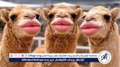 فضيحة تجميلية في مهرجان الإبل بعُمان.. استبعاد 20 جملًا بعد اكتشاف حقن بوتوكس وفيلر