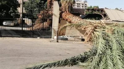 ثاني ضحايا سوء الأحوال الجوية.. مصرع مسن إثر سقوط نخلة عليه بطنطا