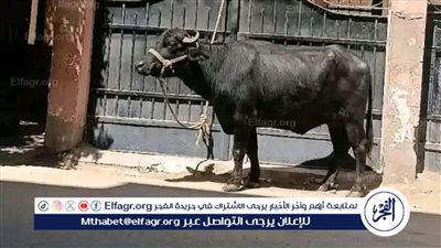 عميد «بيطري بني سويف» ينفي واقعة «الجاموسة»: مفبركة بالذكاء الاصطناعي