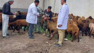 علاج 844 حيوانًا و1800 طائر في قافلة بيطرية مجانية بالغربية