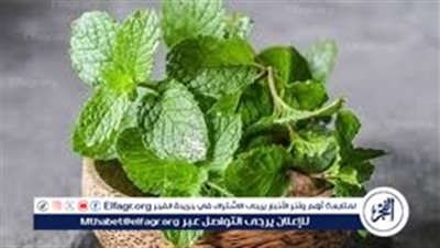 أسرار مذهلة لحفظ النعناع والورقيات الخضراء طازجة لفترة طويلة دون ذبول