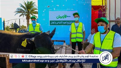 الإستعداد لنحر 50عجل بلدى خلال أيام التشريق فى مجزر سمالوط بالمنيا