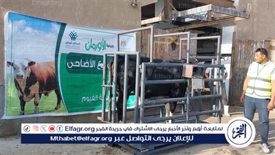 برعاية مديرية التضامن الإجتماعى... نحر الأضاحى بمحافظة الفيوم بعد صلاة العيد غدًا