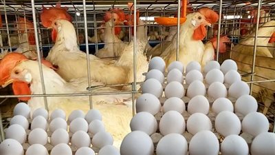 سعر الدواجن اليوم الأربعاء في الأسواق