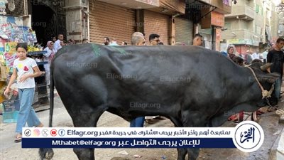 «سلخانة العيد في بني سويف».. أجرة الجزار تشعل غضب الأهالي خلال ذبح الأضاحي