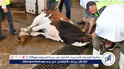 محافظ الفيوم يشهد ذبح أضاحي الجمعيات الأهلية بمجزر أبوكساه لتوزيعها على الأسر الأولى بالرعاية
